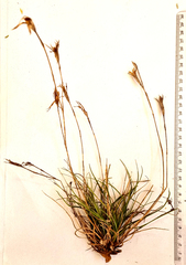 Dianthus caespitosus