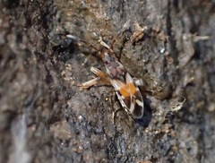 Scolopostethus pacificus