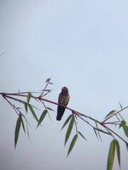 Chrysococcyx xanthorhynchus