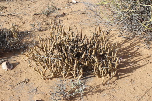 Mesembryanthemum pseudoschlichtianum