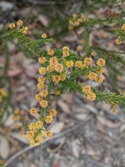 Acacia gordonii