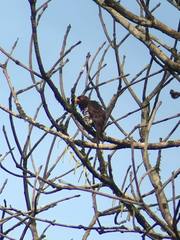 Chrysococcyx xanthorhynchus