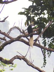 Berenicornis comatus