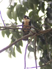 Microhierax fringillarius