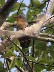 Zanclostomus javanicus