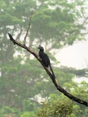 Anthracoceros malayanus