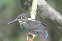 Alcedo peninsulae