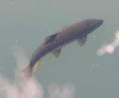 Luciobarbus sclateri