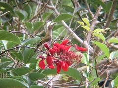 Arachnothera modesta