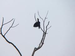 Anthracoceros malayanus