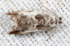 Ancylis laetana