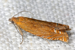 Lathronympha strigana