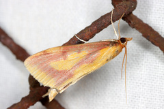 Ostrinia palustralis