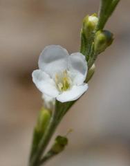Gomphostigma virgatum