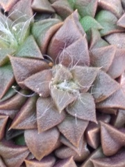 Anacampseros retusa