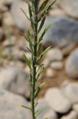 Gomphostigma virgatum