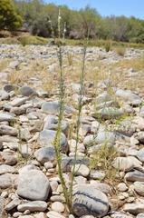 Gomphostigma virgatum