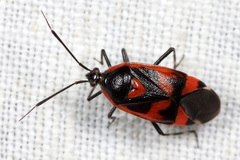 Deraeocoris trifasciatus