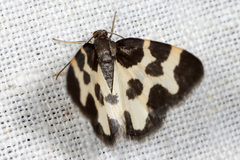 Lomaspilis opis