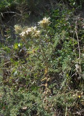 Carlina vulgaris spinosa