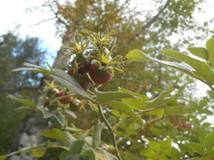 Rosa tomentosa