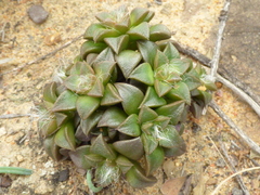 Anacampseros retusa
