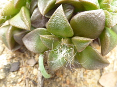 Anacampseros retusa