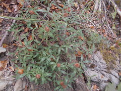 Trifolium medium medium
