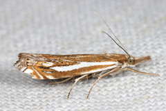 Crambus pratella
