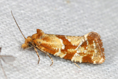Aethes hartmanniana