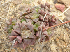 Anacampseros retusa
