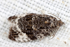 Apotomis sororculana