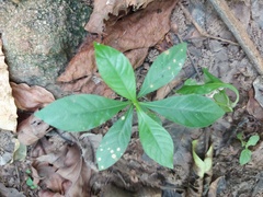 Rauvolfia tetraphylla