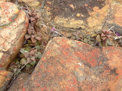 Anacampseros retusa