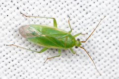 Orthotylus marginalis