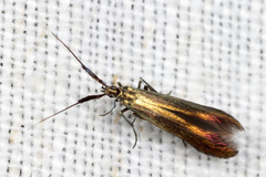 Coleophora deauratella