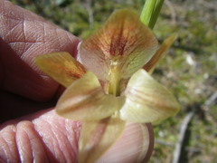 Gladiolus hyalinus
