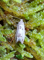 Epinotia ramella