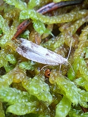 Epinotia ramella