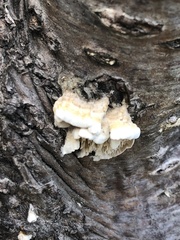 Irpiciporus