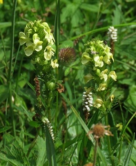Pedicularis elongata