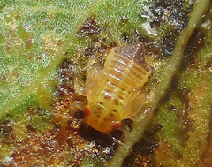 Retroacizzia mopanei