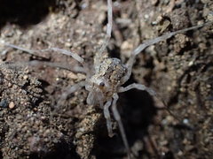 Protolophus singularis