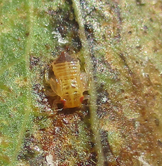 Retroacizzia mopanei