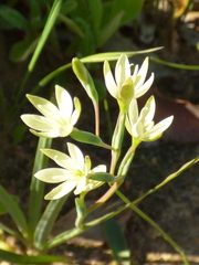 Hesperantha erecta