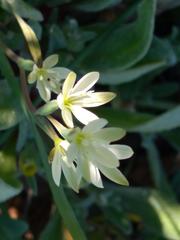 Hesperantha erecta