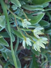 Hesperantha erecta