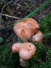 Pyrrhulomyces astragalinus