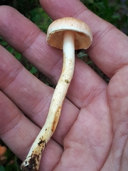 Pyrrhulomyces astragalinus