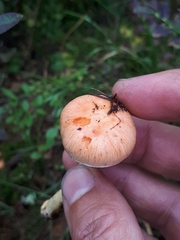 Pyrrhulomyces astragalinus